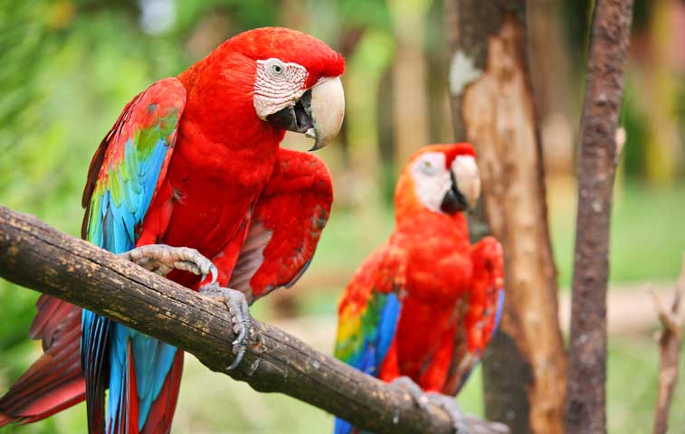 Gobierno pretende incluir temas de bienestar animal en escuelas y colegios