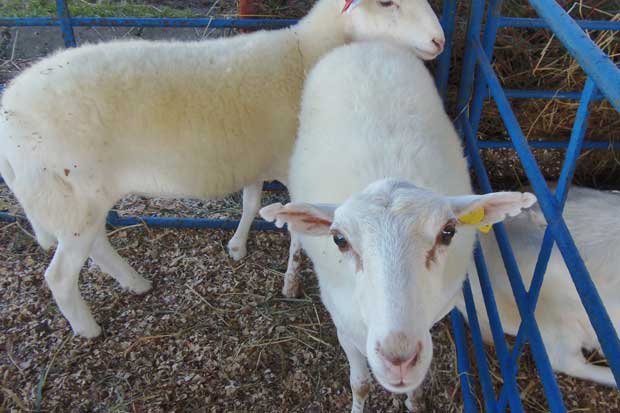San Carlos lidera producción de ovejas y cabras en el país