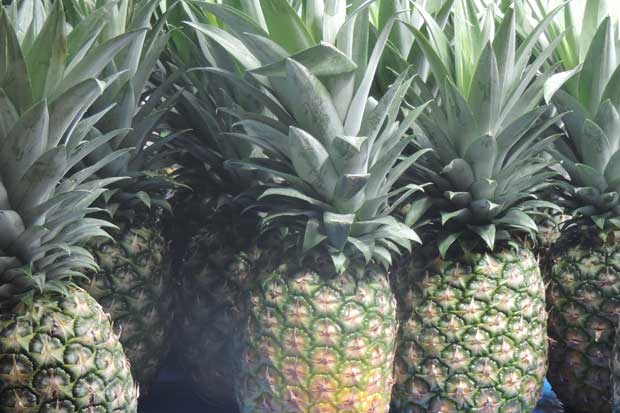 Delegados de China visitarán producción de piña nacional - Periodico La ...