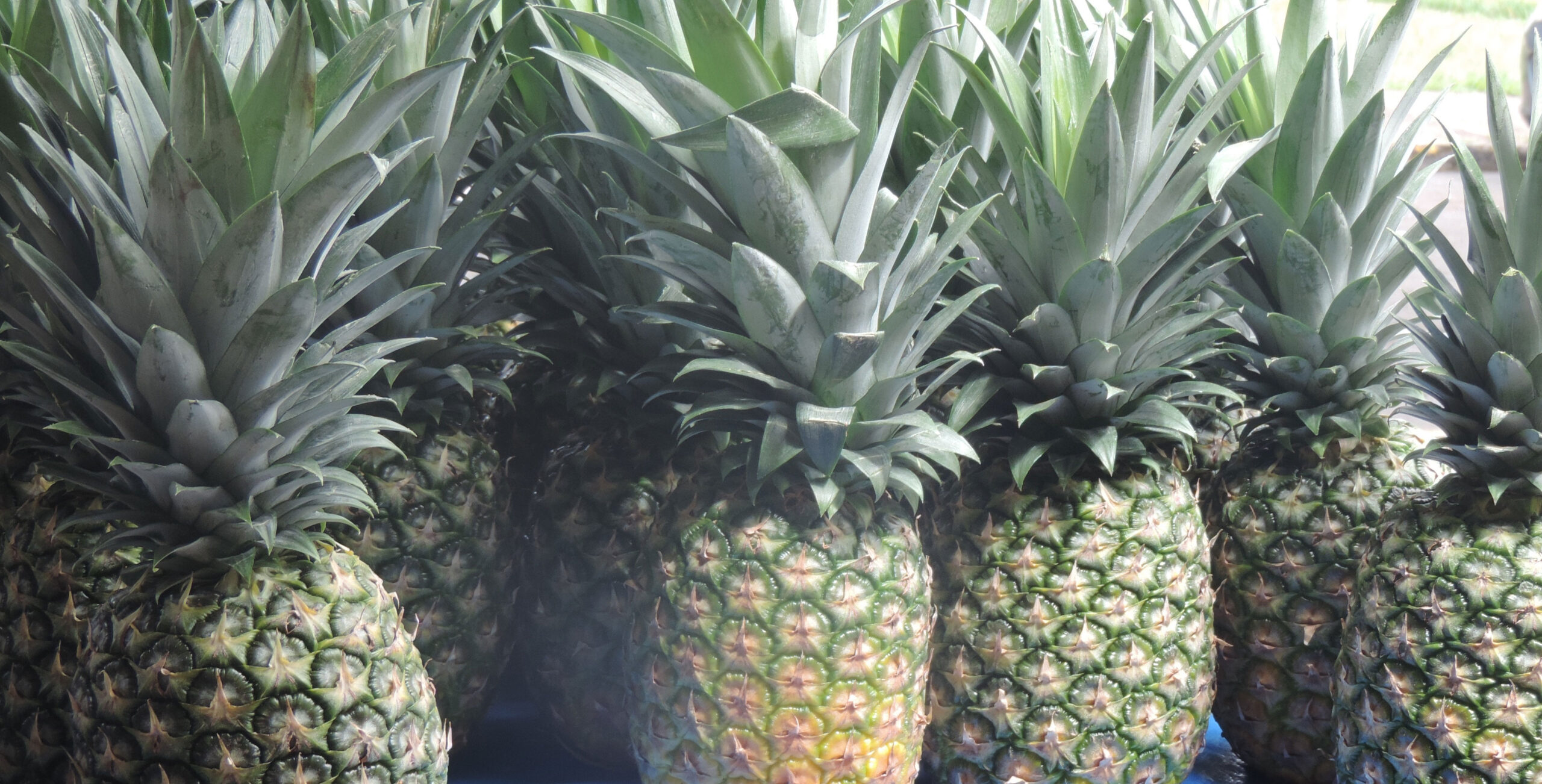 China inspeccionará plantas exportadoras de piña - Periodico La República