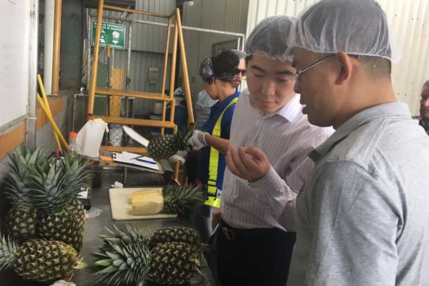 Piña nacional a punto de entrar a China - Periodico La República