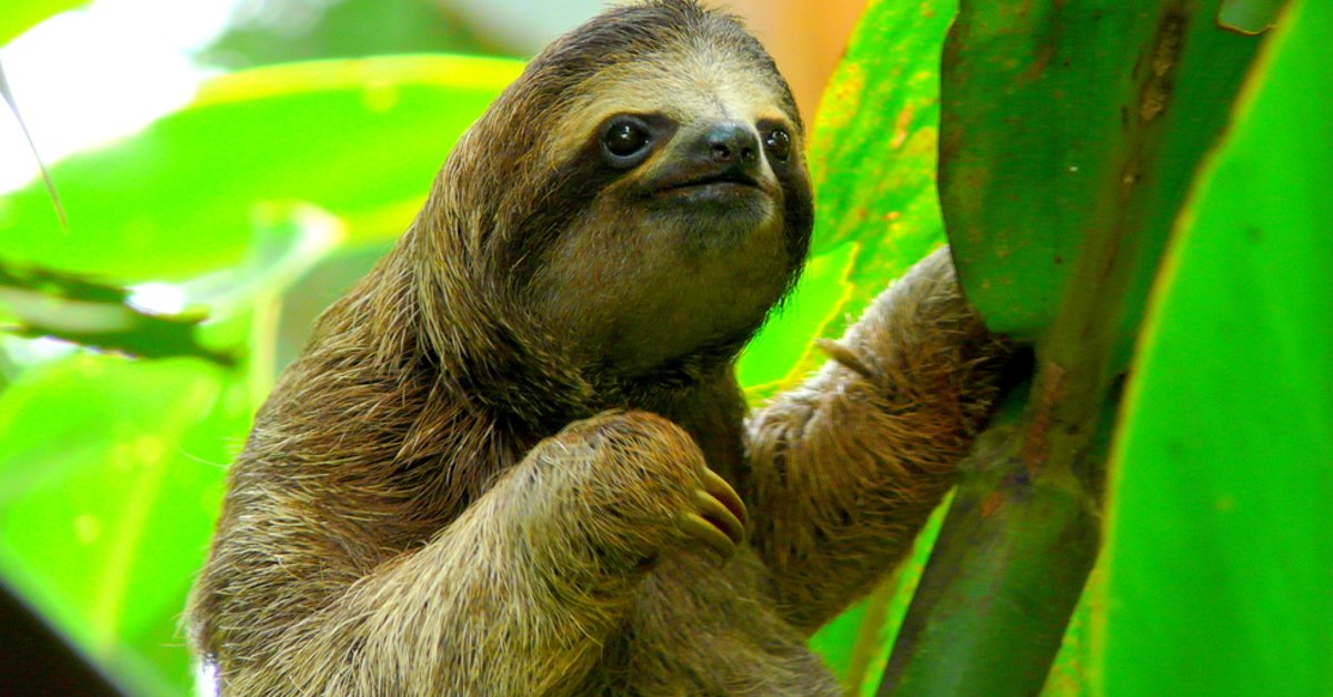 Costa Rica presentó el primer informe oficial del estado del ambiente