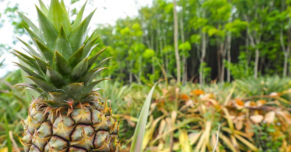 Colombia y República Dominicana retan a Costa Rica en la exportación de ...