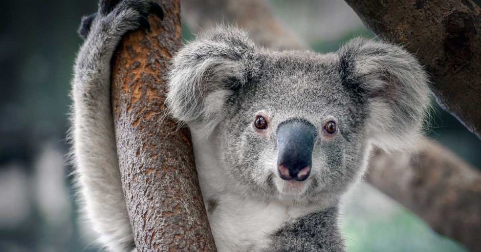 20190517074247.koala.jpg