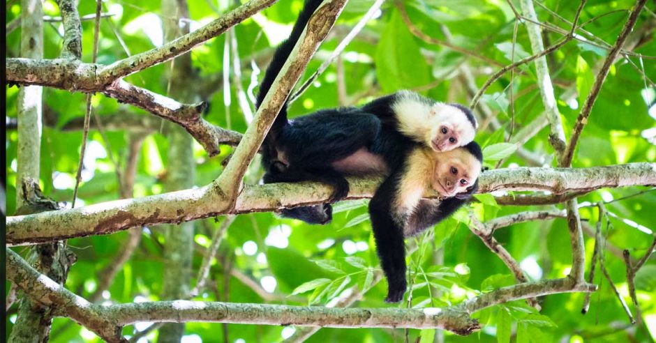 Siete parques nacionales más reabrieron para visitación al 50% de aforo