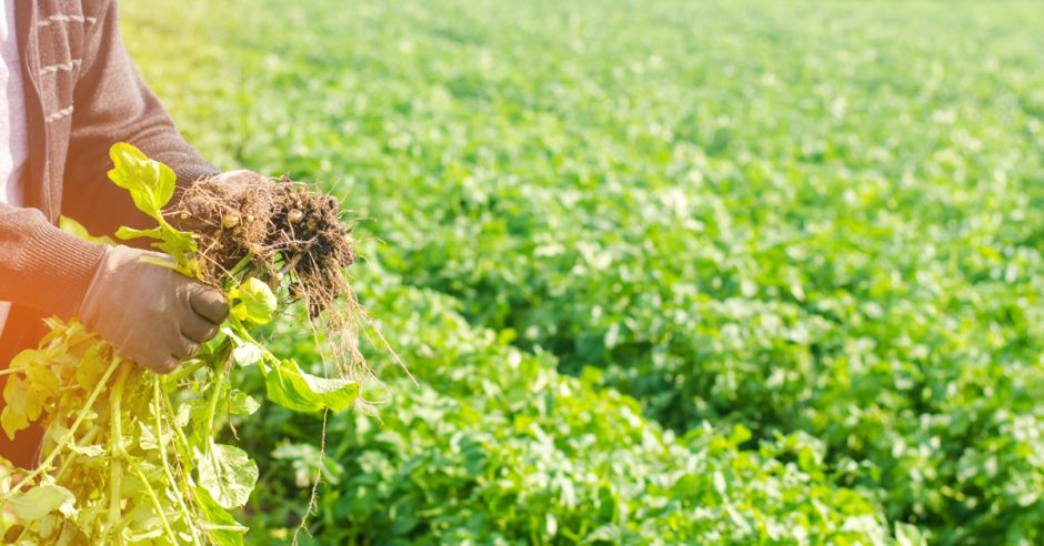 Empresas agro con colaboradores en condición irregular serán multadas a partir de septiembre