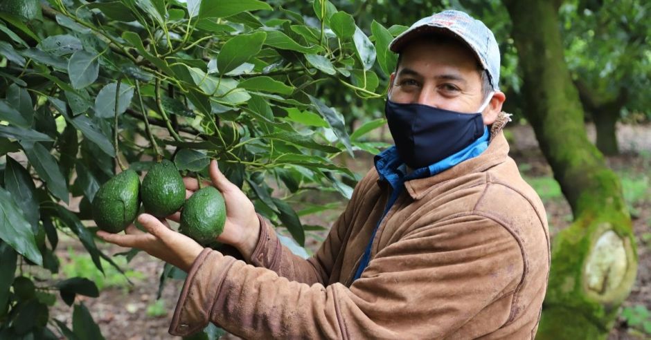 Productores de Llano Bonito buscan superar la calidad del aguacate Hass importado