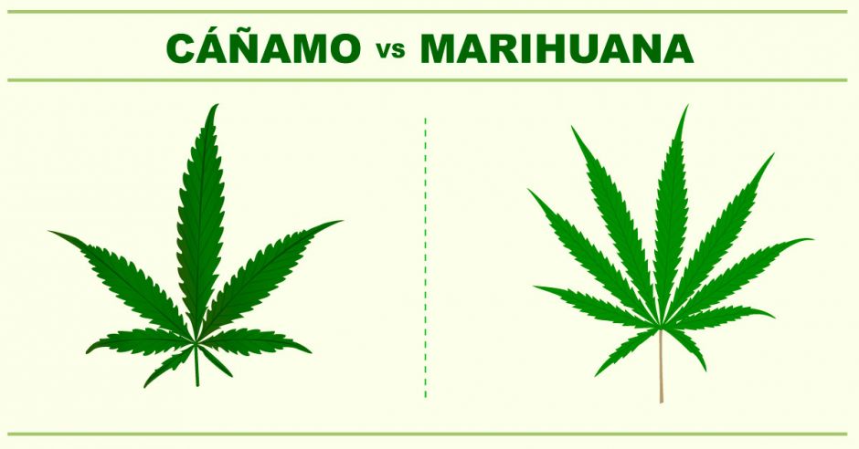 Diferencias entre cáñamo y marihuana: ¿qué permitirá el proyecto de ley?