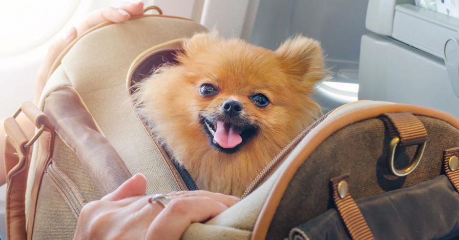 Delta actualiza su política de animales a bordo