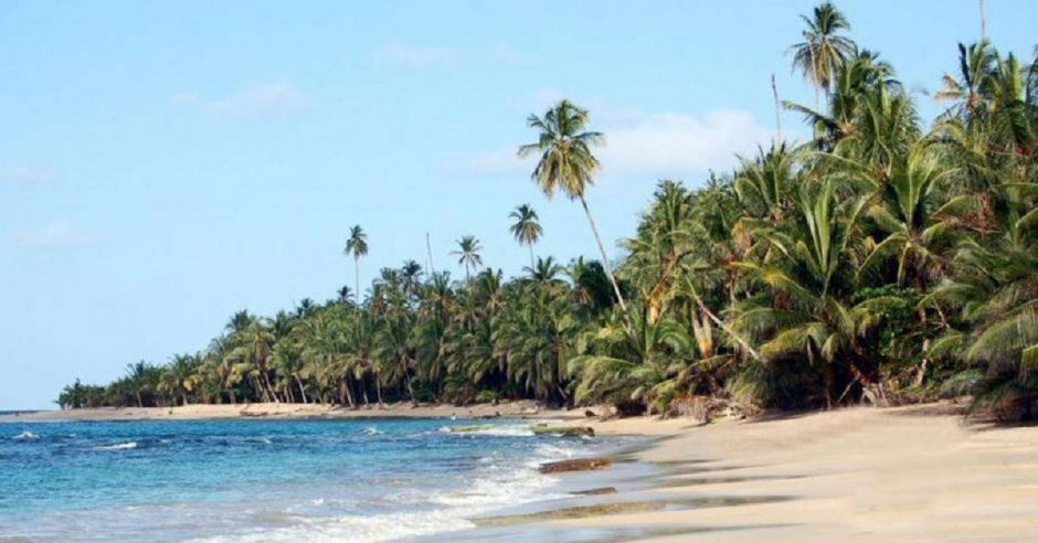 Conozca el árbol que crece en playas que puede causar quemaduras y reacciones alérgicas