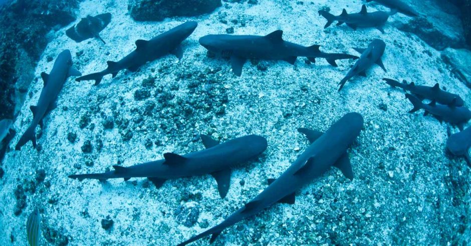 Costa Rica actualiza su política para conservación de los tiburones