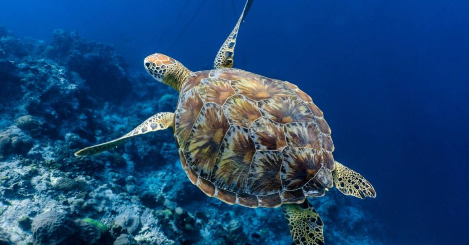 Una quinta parte de los reptiles del planeta está en peligro de extinción, afirma estudio