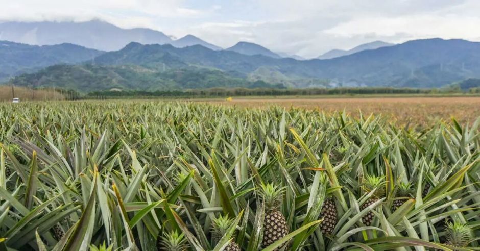Costa Rica perdió más de 1.200 hectáreas de bosque por actividad piñera ...