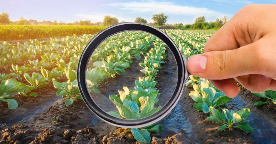 Eliminan requisitos para pruebas de eficacia de agroquímicos