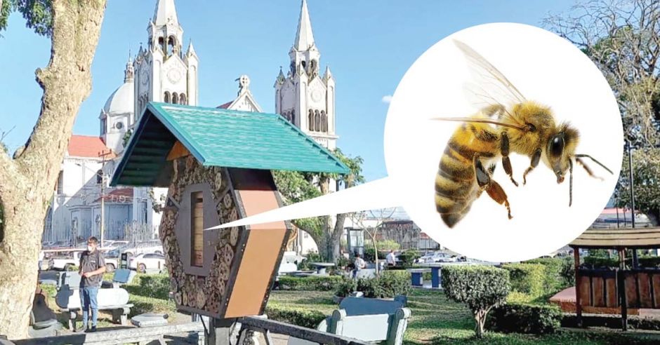 Hoteles para abejas se convierten en la estrategia para conservar a cientos de especies solitarias en Costa Rica