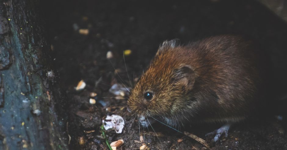 Rickettsiosis en Costa Rica: Confirman las primeras tres muertes