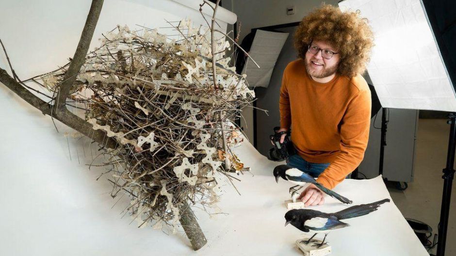La venganza de los pájaros: cómo las aves utilizan las púas que los humanos usan para ahuyentarlas en su propio beneficio