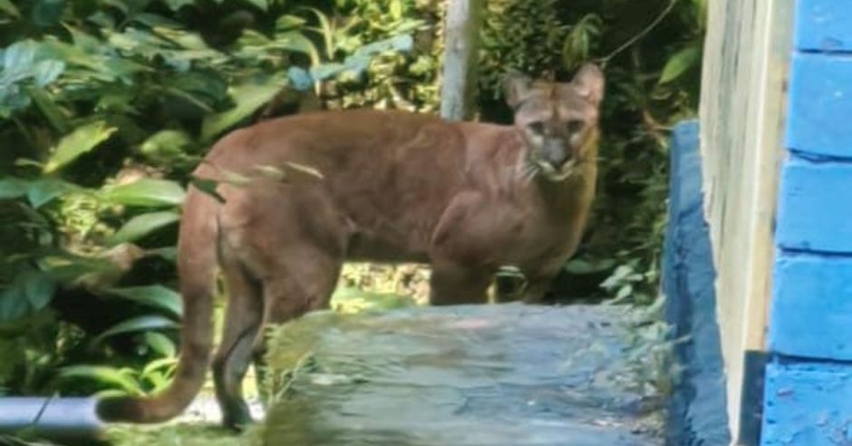(Fotos) ¡Sorpresa! Vecinos captan a puma que se paseó cerca del Ebais de Golfito