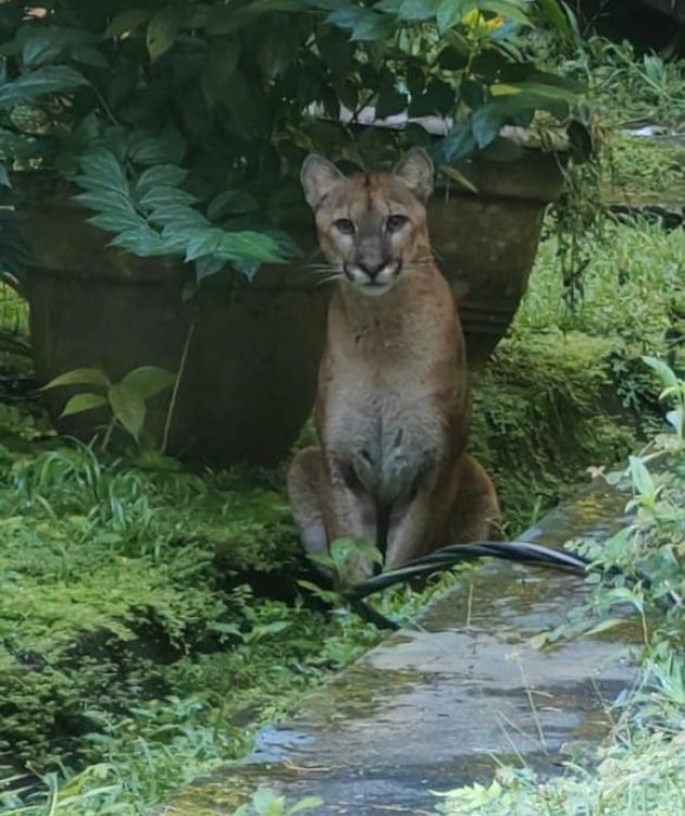 Puma
