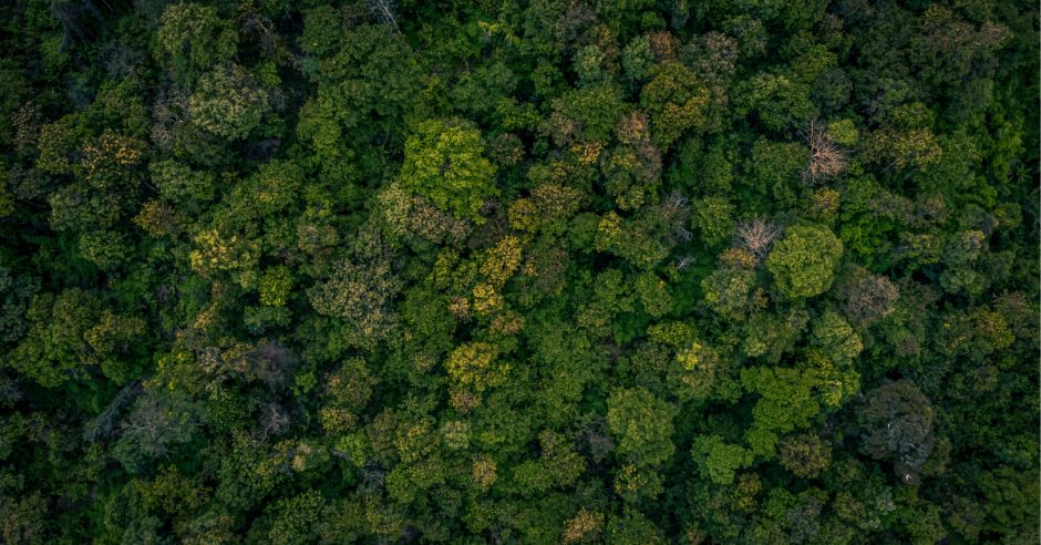 Bosques protegidos con pago de servicios ambientales se cuadruplicarían para cubrir 182 mil hectáreas al año