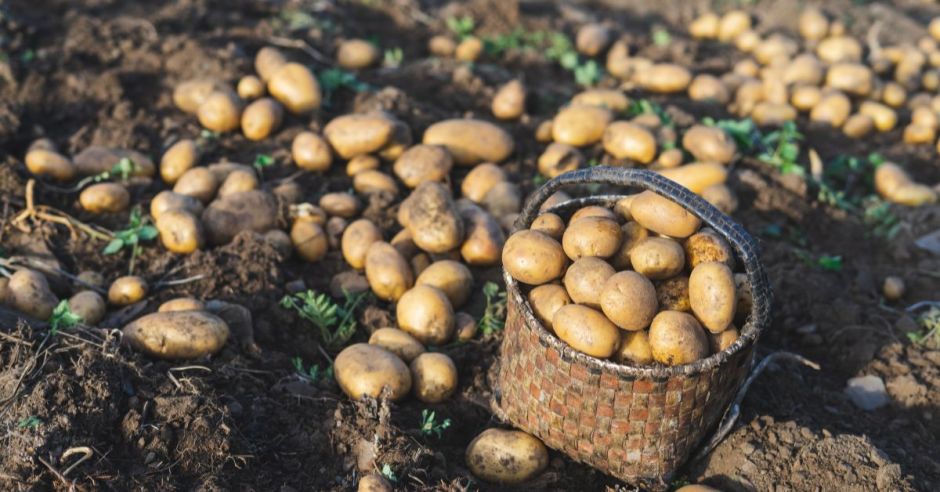 Agricultores se oponen a importación de papas a pesar de que kilo supera los ¢4 mil