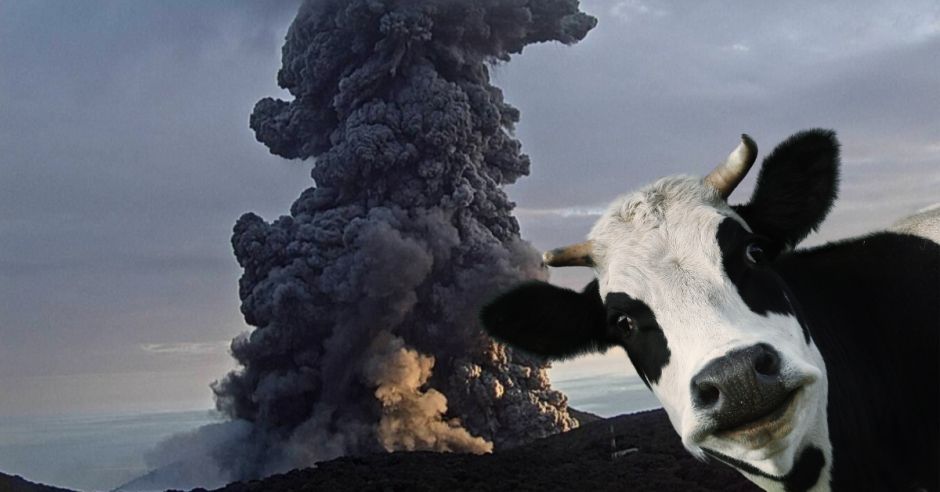 Animales deben estar protegidos de ceniza volcánica