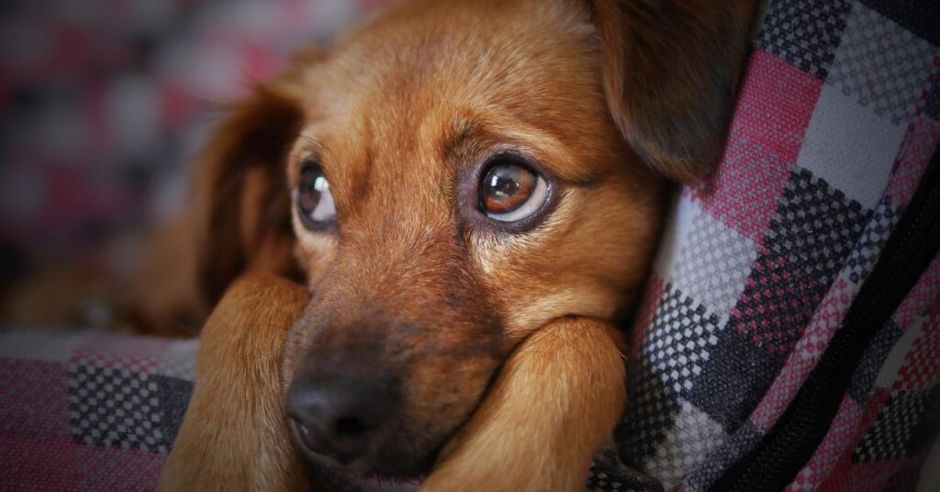 Distemper canino, una amenaza también para la fauna silvestre, alerta Rescate Wildlife-Zooave