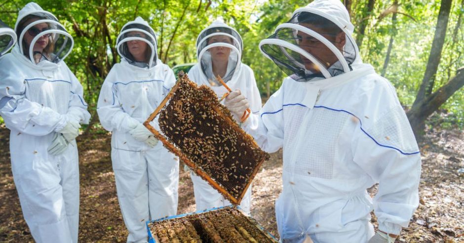 Innovación científica busca salvar abejas y mejorar polinización en Guanacaste, gracias a FIFCO