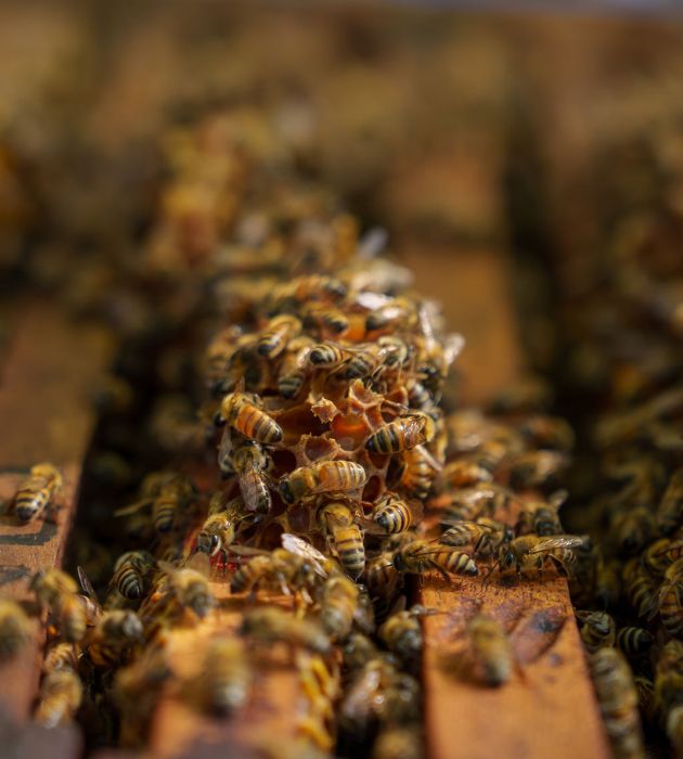 abejas