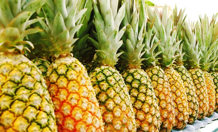 Agricultores de Puerto Rico rechazan importación de piña tica ...