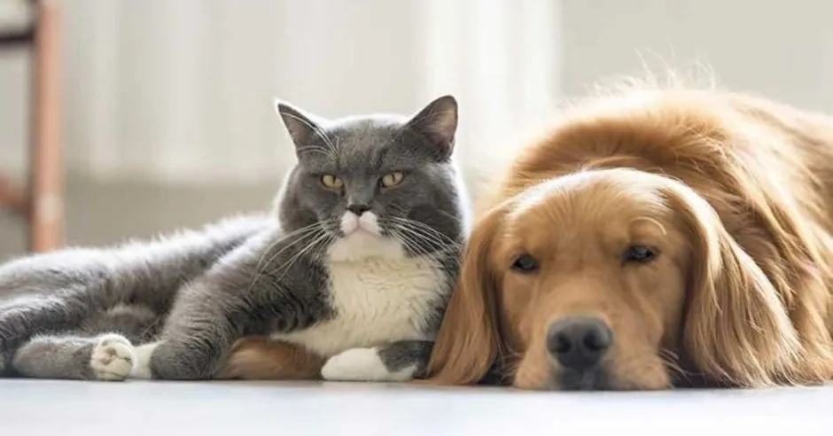 ¿Cuál es la mascota preferida en América Latina, el perro o el gato?