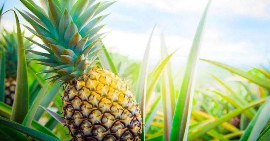 Piñas certificadas como cultivo sostenible y carbono neutral saldrán de ...