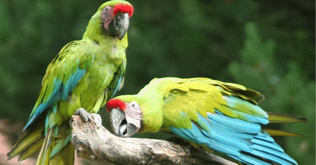 Diez familias de Sarapiquí encuentran sustento en la protección de la Lapa Verde