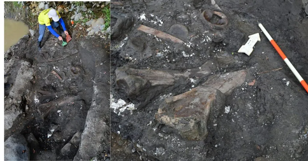 Hallazgo de mastodonte y perezoso gigante en Cartago amplía el conocimiento científico de Costa Rica