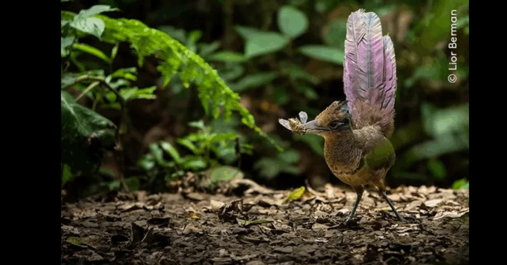 ¡Orgullo tico! Fotógrafo costarricense es finalista en Wildlife Photographer of the Year