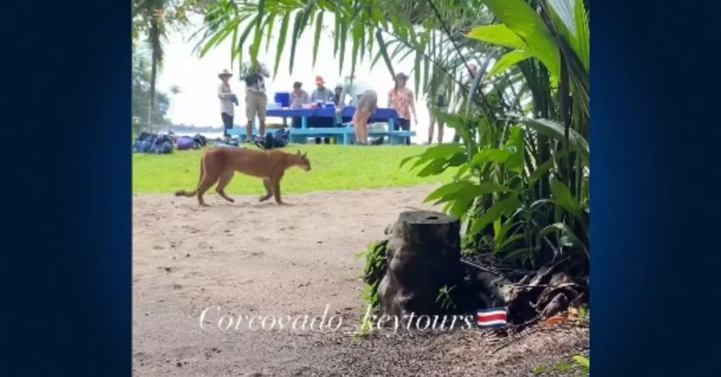 Captan a un puma en Corcovado: vea aquí el  video del encuentro