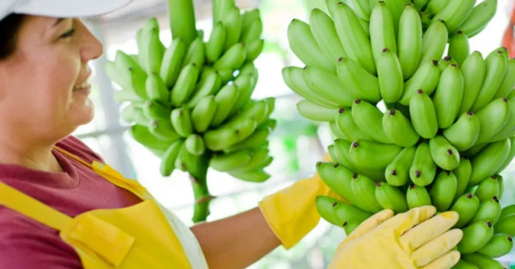 Exportaciones de Costa Rica crecen 8% y superan los $5.500 millones en primer trimestre 2026