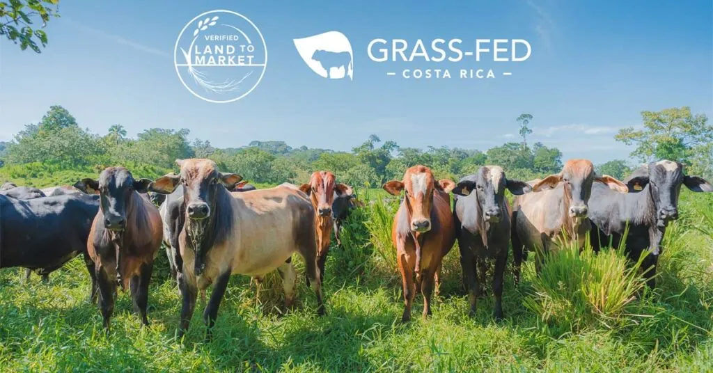 Grass-Fed CR obtiene la primera certificación Land to Market para carne regenerativa de Costa Rica